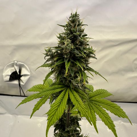 Hajo Donovan Benvenuto growlog timeline photo