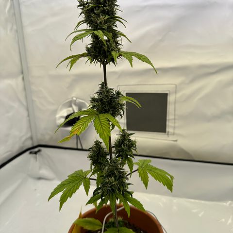 Hajo Donovan Benvenuto growlog timeline photo