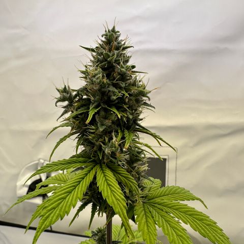 Hajo Donovan Benvenuto growlog timeline photo