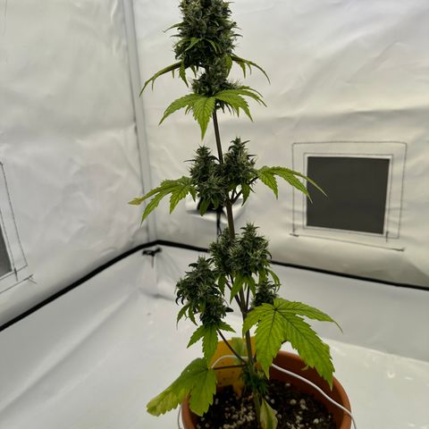 Hajo Donovan Benvenuto growlog timeline photo
