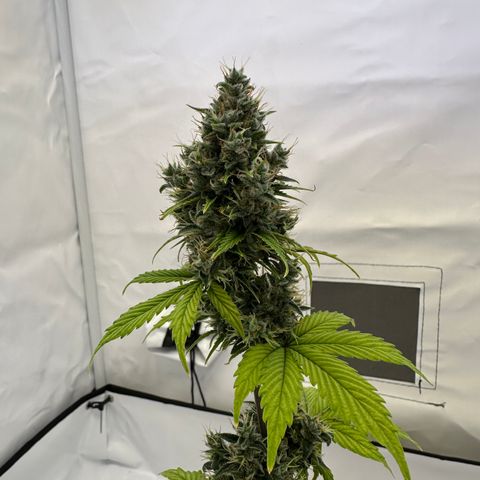 Hajo Donovan Benvenuto growlog timeline photo
