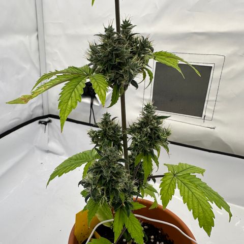 Hajo Donovan Benvenuto growlog timeline photo