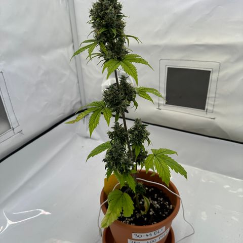 Hajo Donovan Benvenuto growlog timeline photo