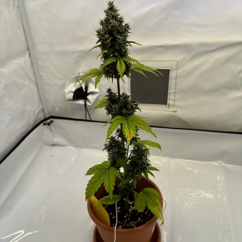 Hajo Donovan Benvenuto growlog timeline photo