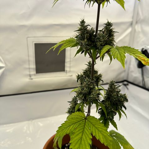 Hajo Donovan Benvenuto growlog timeline photo
