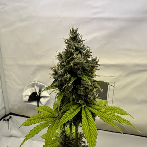 Hajo Donovan Benvenuto growlog timeline photo