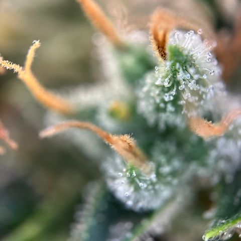 Hajo Donovan Benvenuto growlog timeline photo