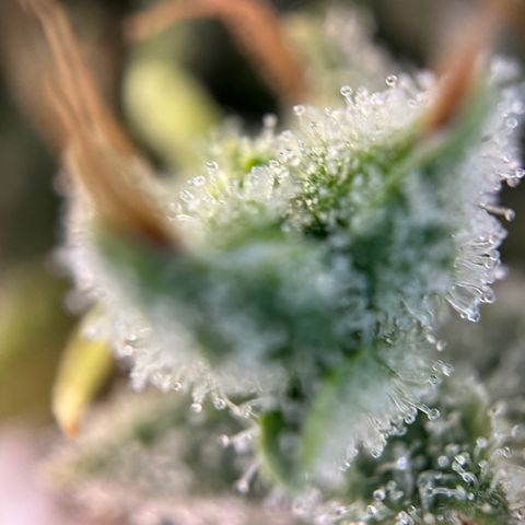Hajo Donovan Benvenuto growlog timeline photo