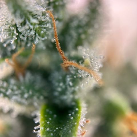 Hajo Donovan Benvenuto growlog timeline photo