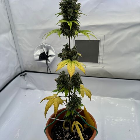 Hajo Donovan Benvenuto growlog timeline photo