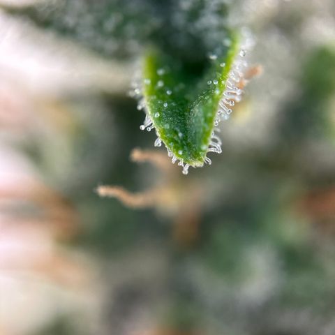Hajo Donovan Benvenuto growlog timeline photo