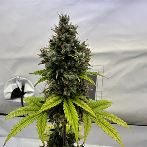 Hajo Donovan Benvenuto growlog timeline photo