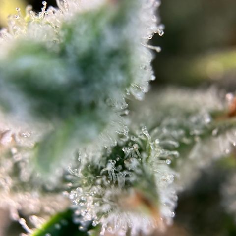 Hajo Donovan Benvenuto growlog timeline photo