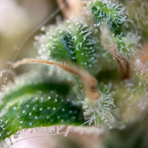 Hajo Donovan Benvenuto growlog timeline photo