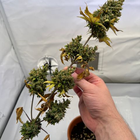 Hajo Donovan Benvenuto growlog timeline photo