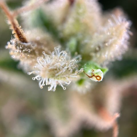 Hajo Donovan Benvenuto growlog timeline photo