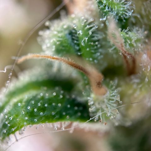 Hajo Donovan Benvenuto growlog timeline photo