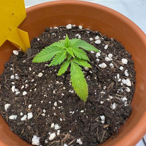Simon growlog timeline photo