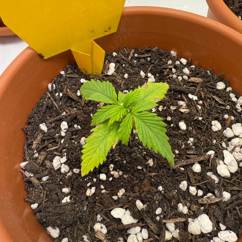 Wille growlog timeline photo