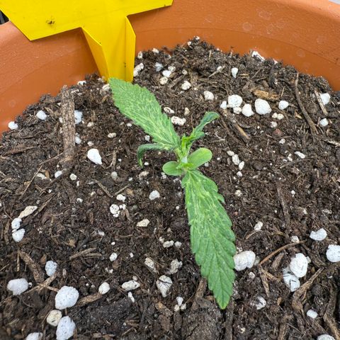 August growlog timeline photo