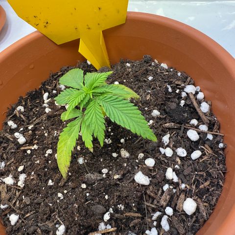 Simon growlog timeline photo