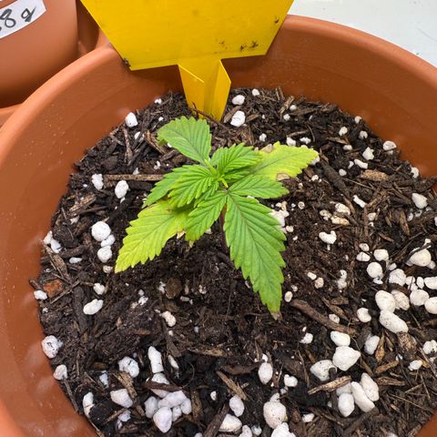 Wille growlog timeline photo