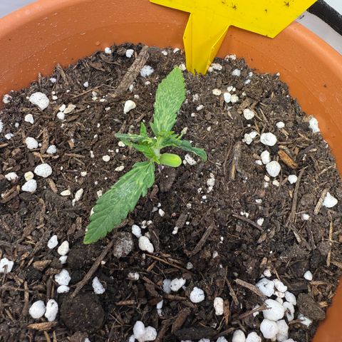 August growlog timeline photo