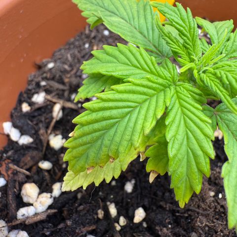 Wille growlog timeline photo