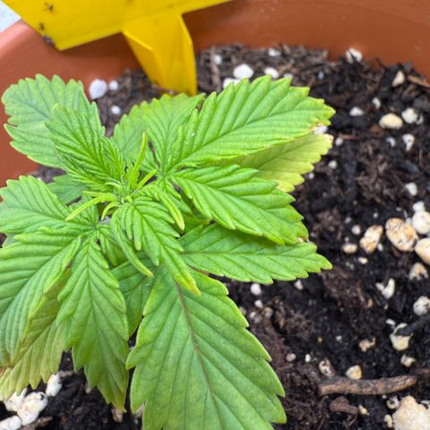Wille growlog timeline photo