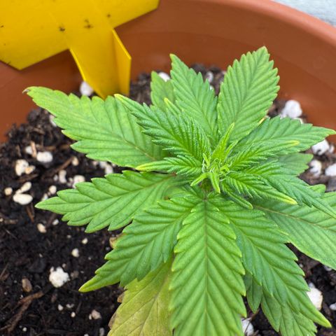 Simon growlog timeline photo