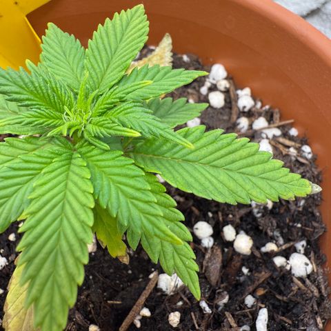 Simon growlog timeline photo