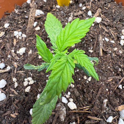 August growlog timeline photo