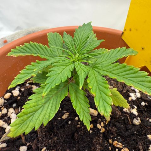 Wille growlog timeline photo