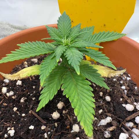 Simon growlog timeline photo