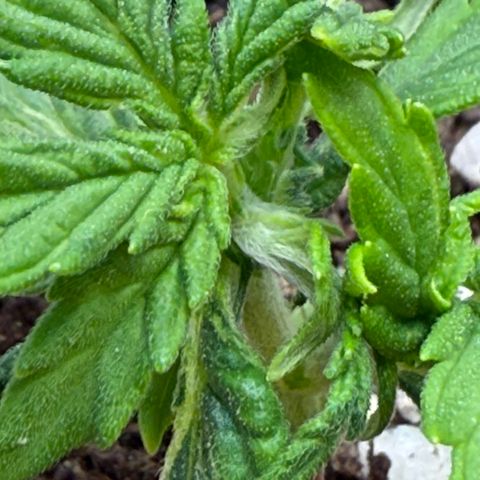August growlog timeline photo