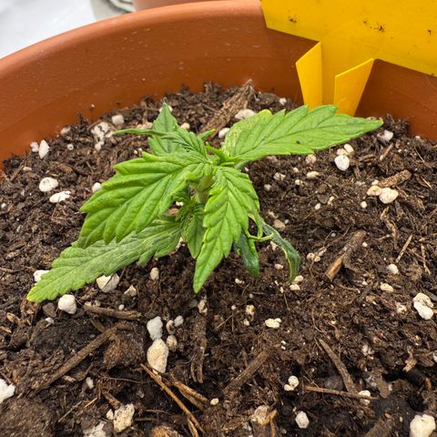 August growlog timeline photo