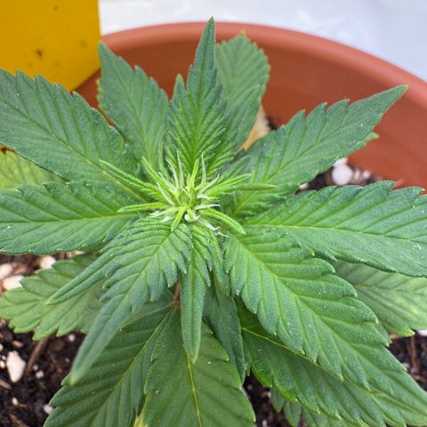 Simon growlog timeline photo