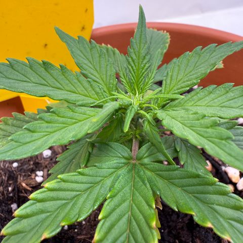Wille growlog timeline photo