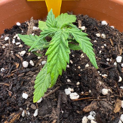 August growlog timeline photo