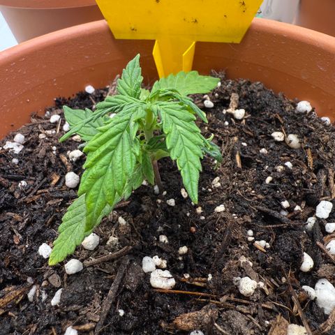 August growlog timeline photo