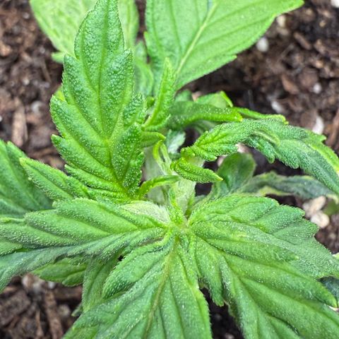 August growlog timeline photo