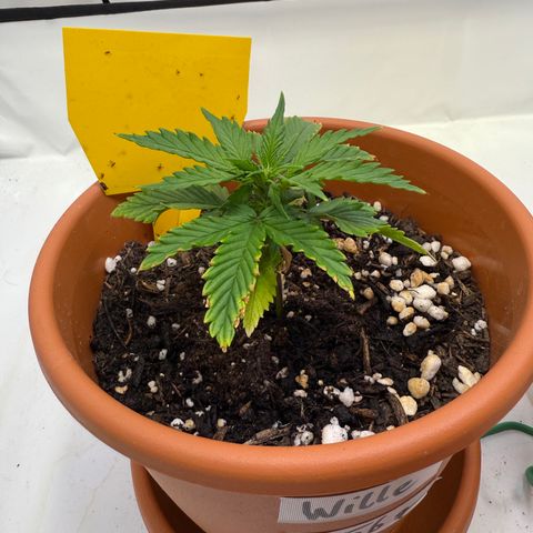 Wille growlog timeline photo
