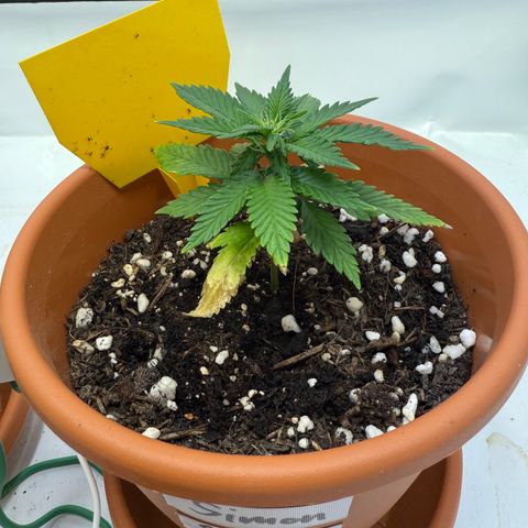 Simon growlog timeline photo
