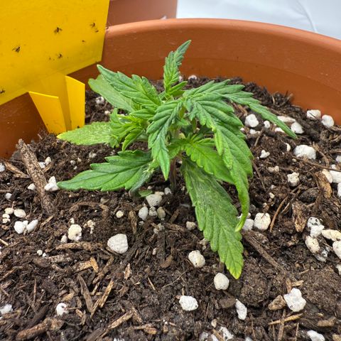 August growlog timeline photo