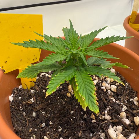 Wille growlog timeline photo