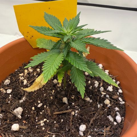 Simon growlog timeline photo