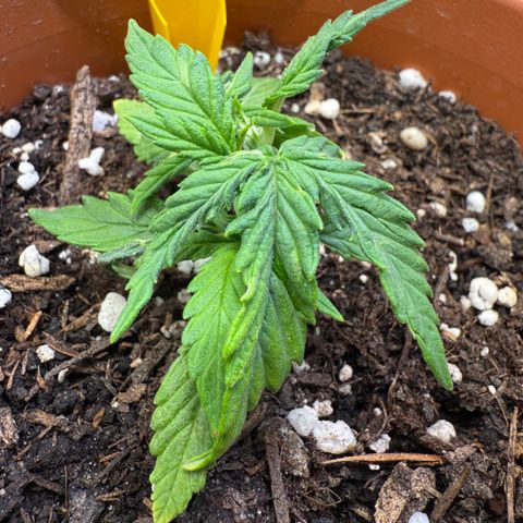 August growlog timeline photo