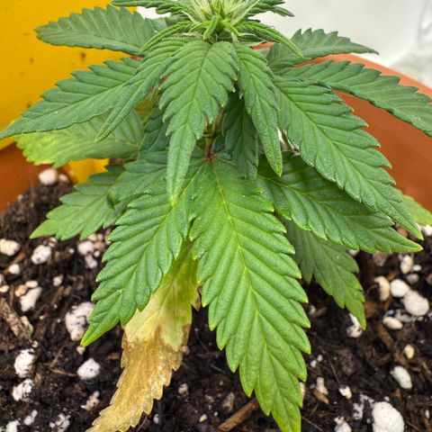 Simon growlog timeline photo