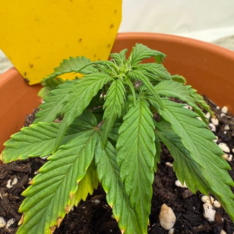 Wille growlog timeline photo