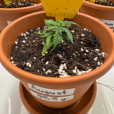 August growlog timeline photo